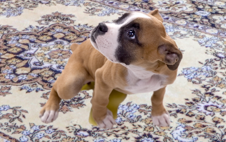 Puppy Peeing on a rug