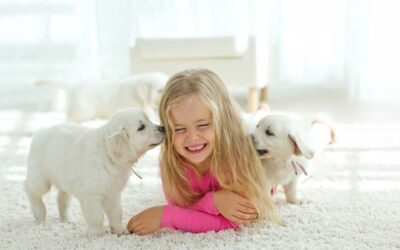 When Pet Accidents Strike in Central Florida