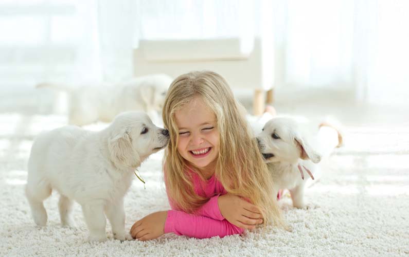 First Impressions Pet Urine